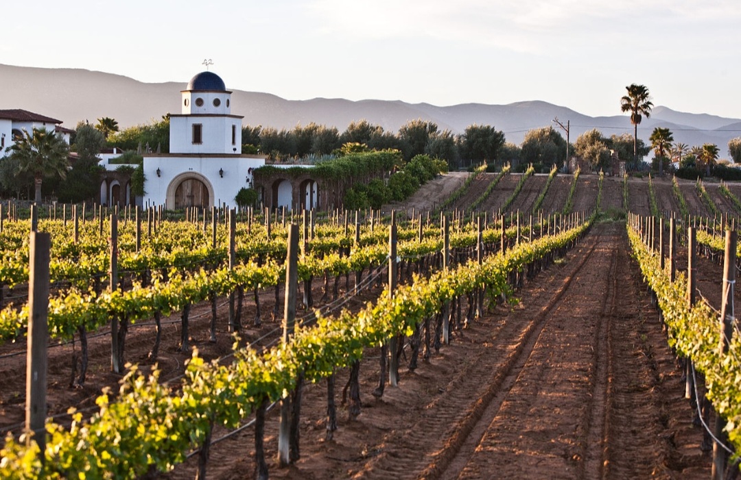 E ainda há o clima mediterrâneo, com verão quente e seco e um inverno com temperaturas mais baixas e maior presença de chuvas. Esse clima acontece, por exemplo, na Vale de Guadalupe, uma aldeia no estado de Baja California.