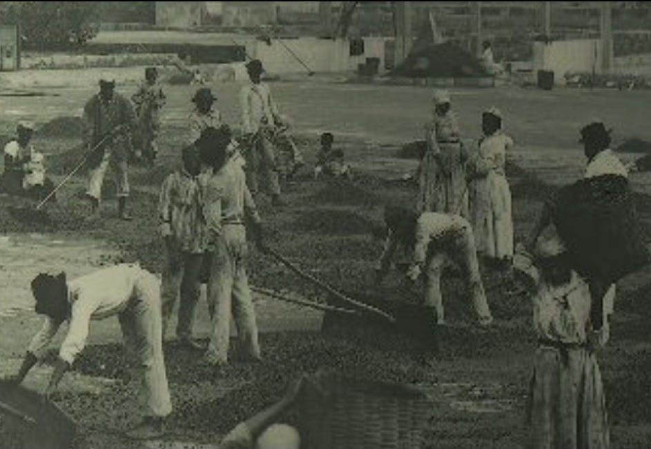 O passeio pela história do Café começa com a chegada das primeiras mudas da planta ao país e passa pela profissionalização das plantações e da mão de obra, assim como a chegada dos imigrantes japoneses e europeus para o trabalho nas lavouras. 