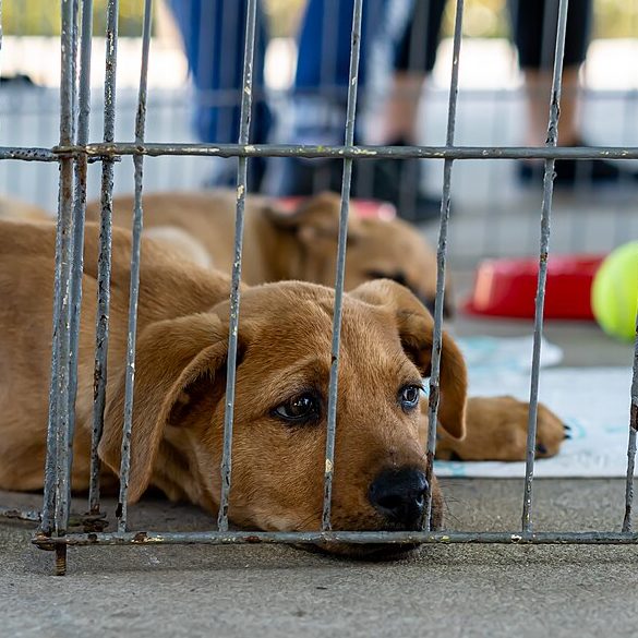 Hoje em dia, muitos vira-latas são adotados como animais de estimação amorosos e leais. Eles são frequentemente encontrados em abrigos de animais e organizações de resgate, onde esperam por uma segunda chance em um lar amoroso.