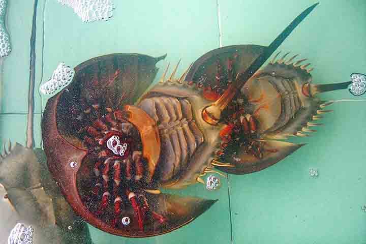 Segundo os cientistas, essa resiliência é atribuída à sua biologia robusta e adaptabilidade a mudanças ambientais extremas.