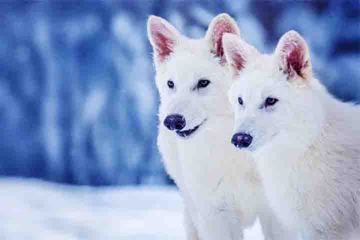 Os lobos-terríveis aparecem na série “Game of Thrones”. Seis desses animais são adotados pelos irmãos Stark logo no início da trama e permanecem com eles no decorrer dos episódios.
