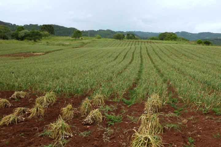 Já as importações brasileiras em 2024 refletiram a demanda por produtos industrializados e insumos para a produção agrícola e industrial. Os principais itens importados foram: