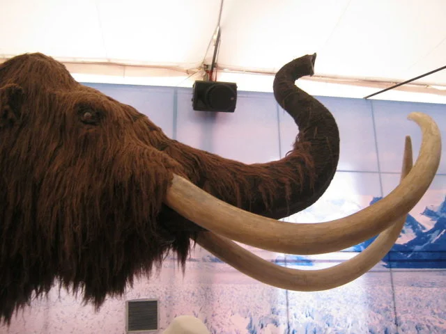 A característica mais marcante do mamute lanoso era seu longo e espesso pelo, que era adaptado para suportar o clima frio das regiões onde habitava. 