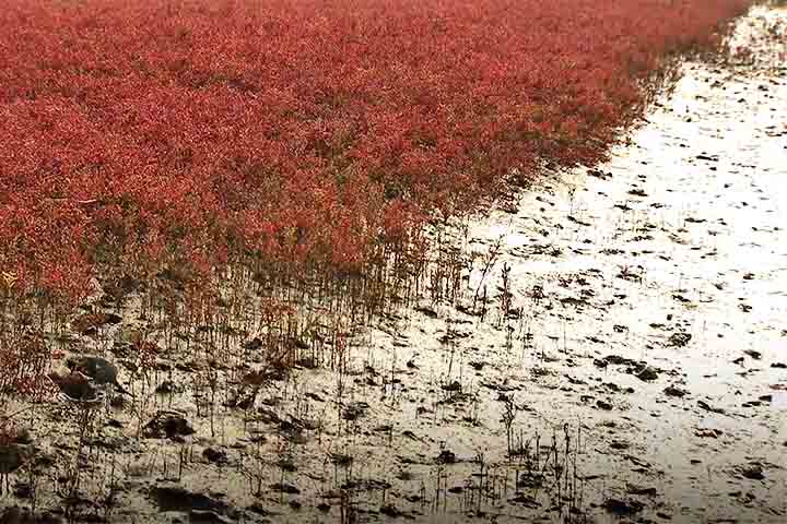 Seu ciclo de crescimento inicia-se em abril. Com o passar do tempo e o amadurecimento, sua cor passa a ganhar um vermelho vivo.
