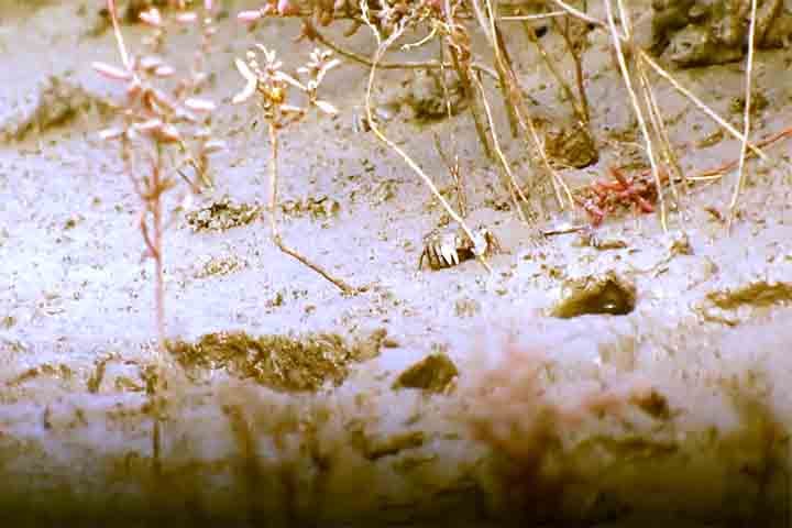 Esse tipo de erva é uma das raras espécies que se desenvolve em regiões alcalinas e salinas. No verão, seu tom é pálido, com o vermelho intenso tomando conta no outono. 
