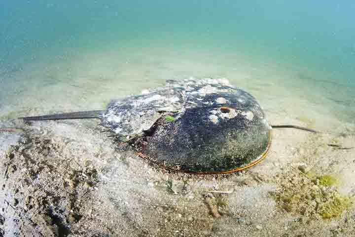 Seu formato é peculiar, com um corpo protegido por uma carapaça em forma de ferradura, olhos compostos proeminentes e uma cauda longa e rígida chamada télson, usada para auxiliar na locomoção e para se desvirar caso fiquem de cabeça para baixo.