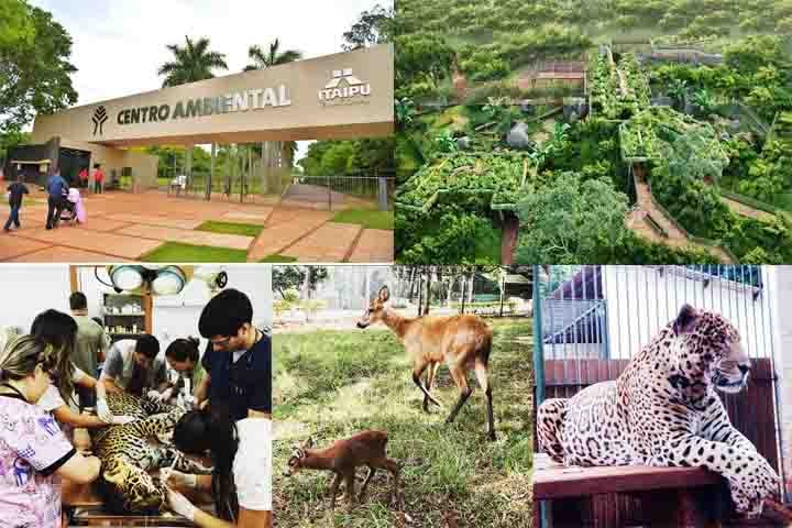 Conhecido como Centro de Investigação de Animais Silvestres (CIASI), o zoológico está na Usina, em uma área de 12 hectares e mais de 200 animais resgatados pelos órgãos de fiscalização.