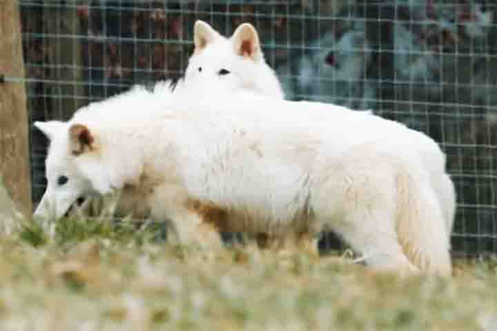 Criada em 2021, a Colossal afirma trabalhar para “desextinguir” espécies com o objetivo de contribuir para o equilíbrio ambiental. 
