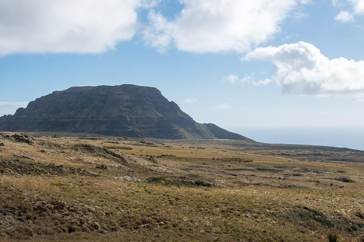 Curiosamente, enquanto o gado - que fazia o controle da vegetação inflamável - foi eliminado imediatamente, espécies invasivas comprovadamente mais daninhas como ratos e gatos só começaram a ser combatidas em 2024.