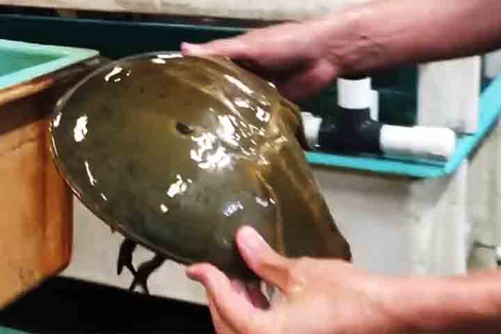 Essa característica permite a produção do Lisado de Amebócitos de Limulus (LAL), essencial na detecção de endotoxinas bacterianas em vacinas e equipamentos médicos. 
