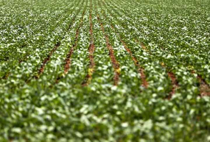 A soja, que até 2023 era o produto mais exportado pelo Brasil, teve uma queda de 11,04% nas vendas em 2024 e caiu para o 2º lugar no ranking.