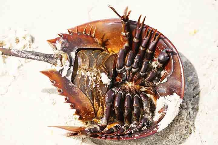 Eles possuem brânquias em formato de livro (brânquias lameliformes) que permitem a respiração tanto na água quanto em terra, desde que estejam úmidos. Isso os ajuda a sobreviver temporariamente fora d'água.