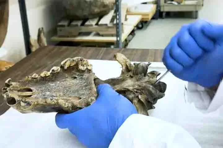 A engenharia genética se valeu da edição do material genético de lobos modernos, com mudanças em partes do genoma a fim de reproduzir traços característicos da espécie do passado. 

