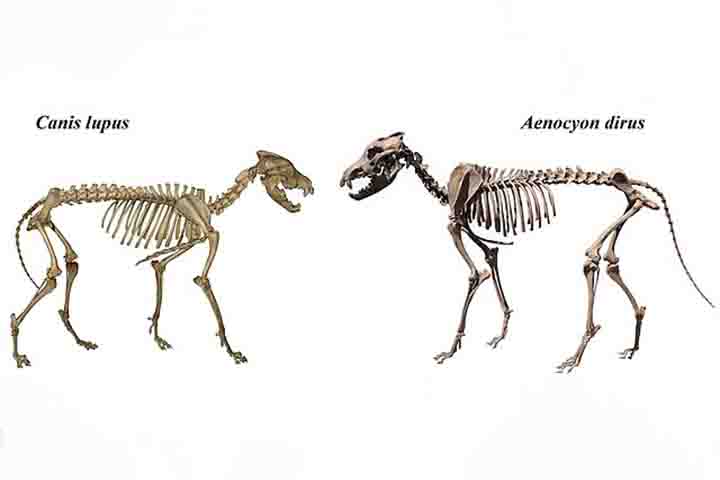 De acordo com a “Time”, a técnica de clonagem dos cientistas da Colossal consistiu na extração de células progenitoras endoteliais (EPCs) do sangue de um lobo-cinzento comum. 
