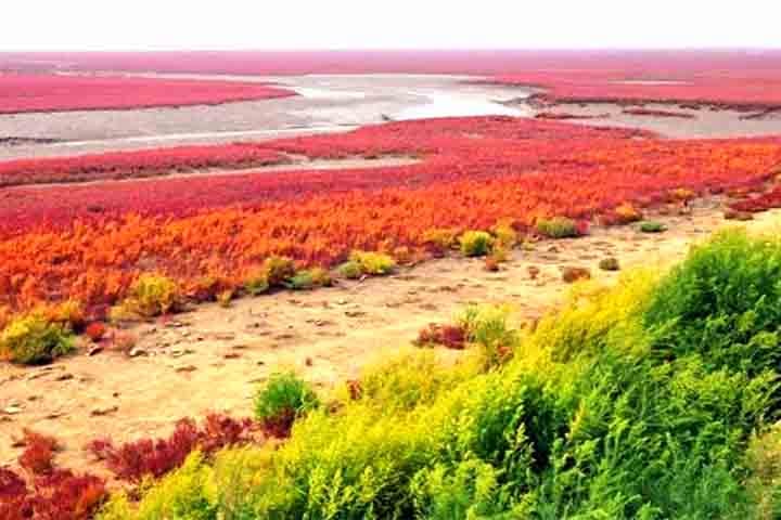 A Praia Vermelha também possui o maior pântano de juncos do continente asiático. Além de fornecer habitat para diversas espécies, eles servem para fabricação de papel.