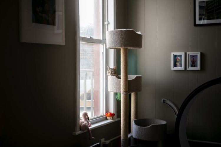 A gatificação garante um ambiente mais confortável para o felino se adaptar e realizar atividades instintivas.