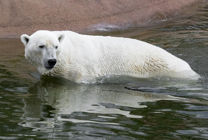 Para termos uma base de comparação, um urso polar pode medir até três metros . 