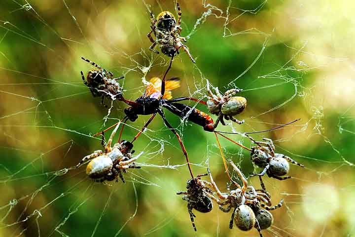 Quando uma presa é capturada pela teia, várias aranhas a envolvem rapidamente e injetam enzimas digestivas. 