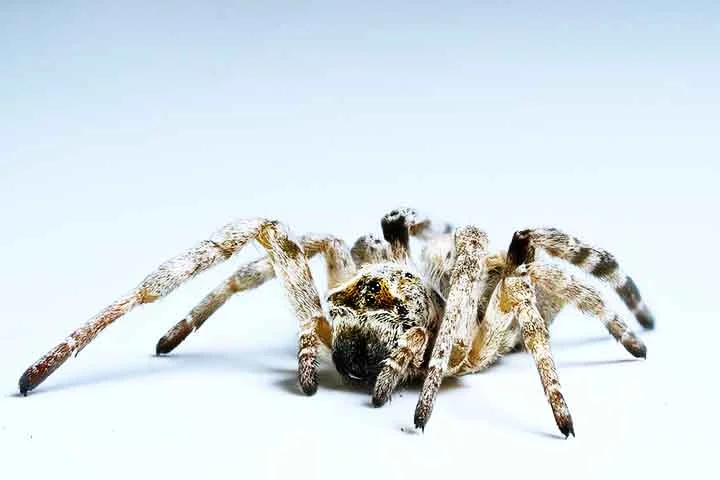 O estudo, publicado na revista Animal Behaviour, acompanhou 28 colônias por quatro meses (cerca de um terço da vida das aranhas) e analisou três comportamentos: reação a ameaças, fuga e caça coletiva. 