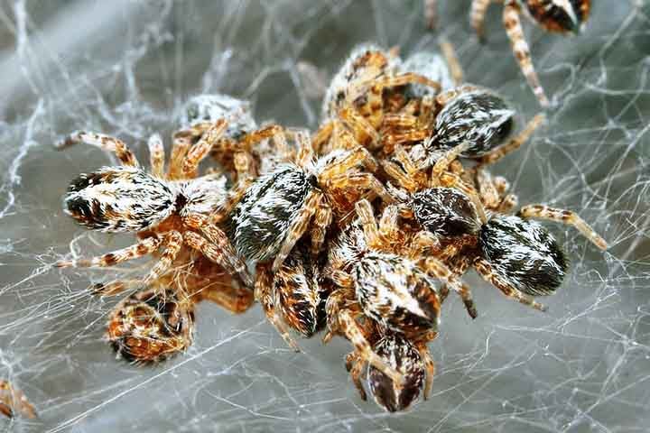 As colônias são compostas principalmente por fêmeas, que trabalham juntas para construir e reparar a teia, capturar presas e cuidar da prole.