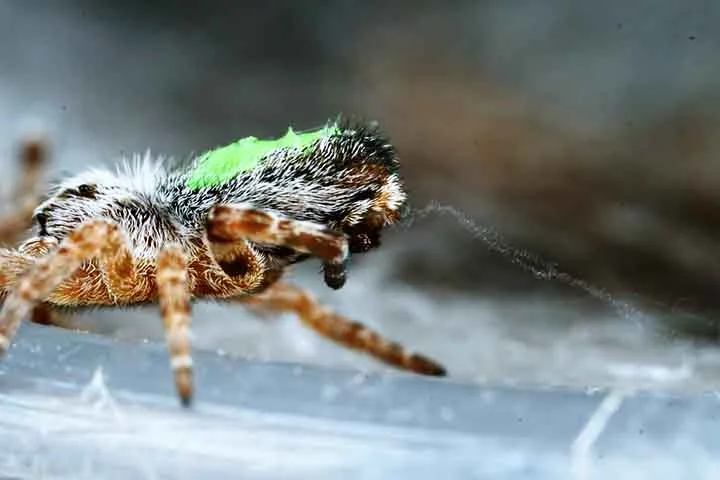 Na prática, essas aranhas demonstram uma forma de organização mais estável do que a dos próprios humanos hippies que inspiraram a comparação.