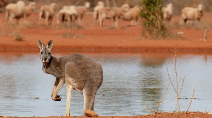 Canguru reage violentamente e mata homem que invadiu seu espa&ccedil;o em fazenda na Carolina do Sul