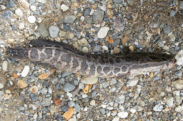 Desde que seu corpo permaneça úmido, o Channa argus consegue até se deslocar por curtas distâncias em terra firme em busca de novos habitats. 