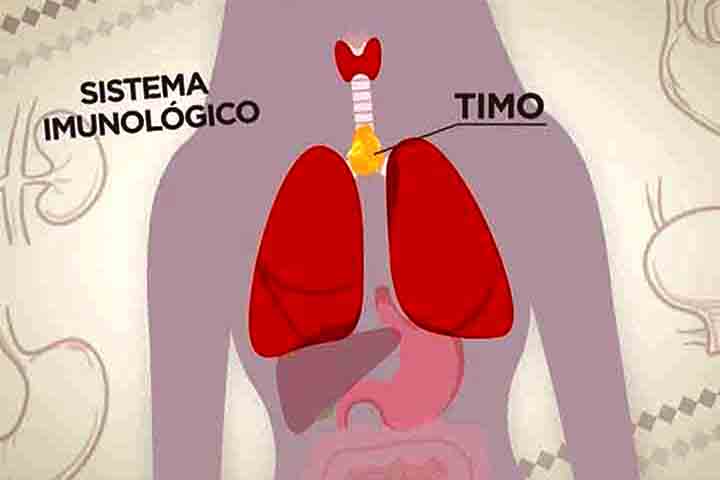Quando tinha 15 anos, Sabrina recebeu o diagnóstico de um tumor no timo, órgão linfático entre os pulmões e próximo ao coração que regula o sistema imunológico.