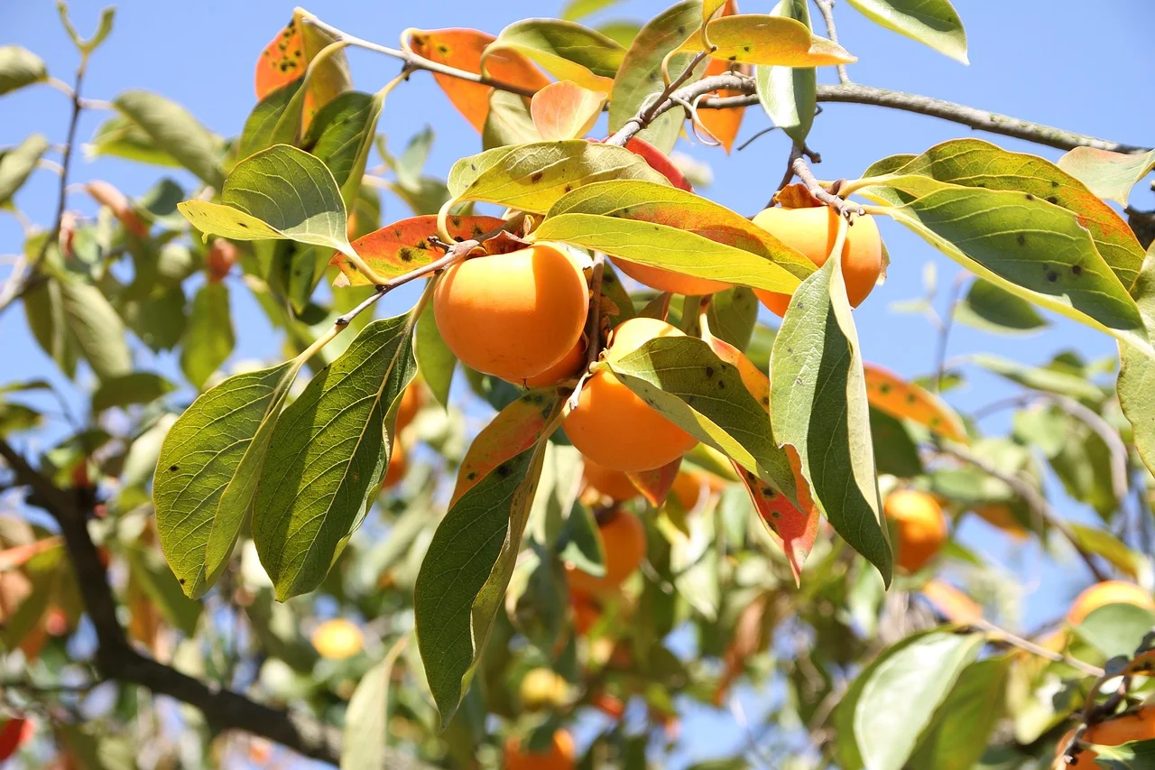O caqui (Diospyros kaki) é um fruto originário da China e do Japão. Ele é encontrado em regiões de clima temperado e subtropical, frutificando de fevereiro a abril e mais tardiamente até junho.