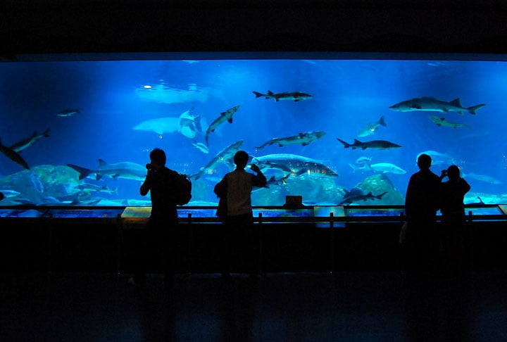 Beijing Zoo, China: Sendo um dos zoológicos mais antigos da China, o Beijing Zoo tem mais de 14.500 de animais, em uma área enorme de 220 acres. 