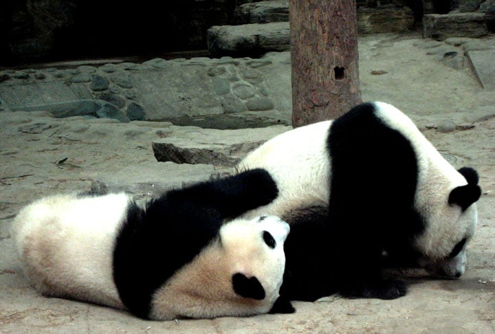 Construído em 1906, o zoológico funciona também como um centro de pesquisa para espécies raras. Uma das atrações mais legais por lá é a casa dos pandas gigantes.