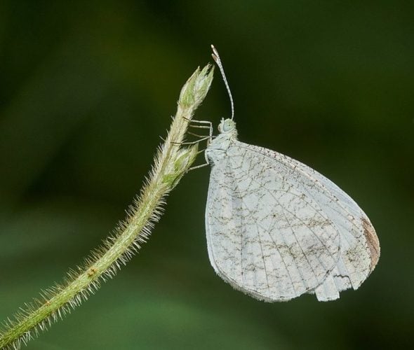 Os invertebrados abrangem uma grande diversidade de formas e tamanhos, desde pequenos insetos até moluscos, vermes, águas-vivas e muito mais.