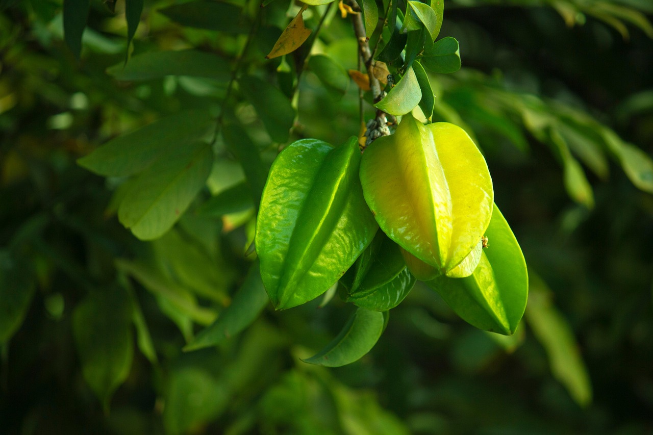 A carambola é um alimento da Averrhoa carambola (caramboleira), uma espécie de árvore, da família Oxalidaceae, nativa do Sudeste Asiático tropical.