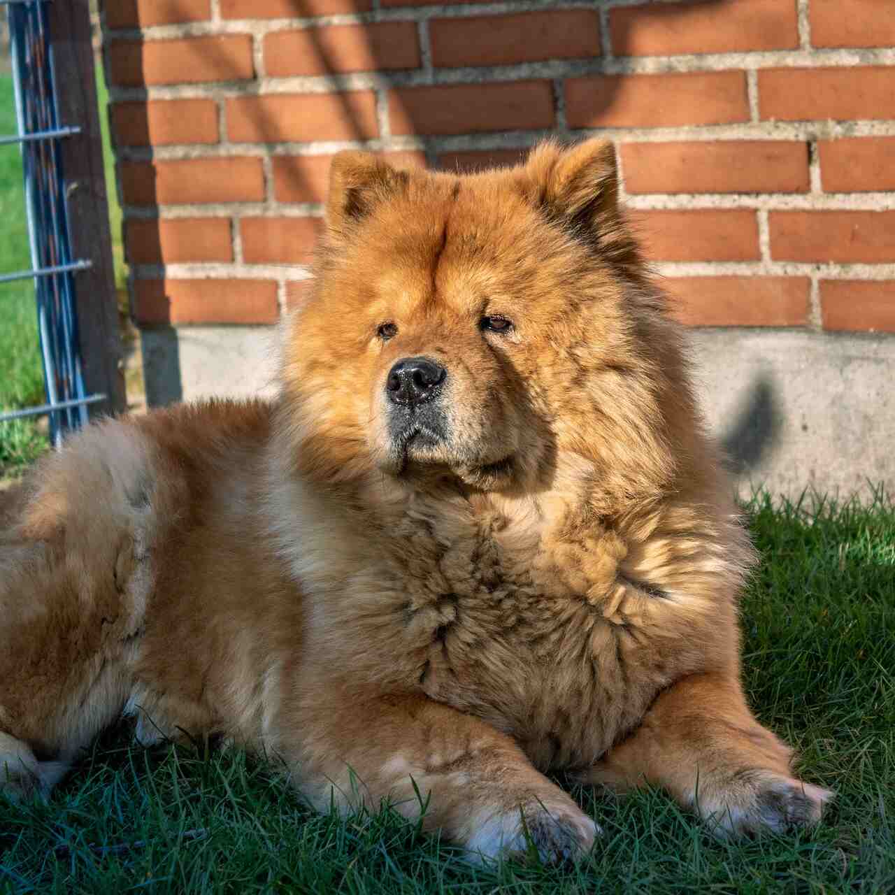 O chow chow é uma raça de cão originária da China, mas com pelos de uma só cor. Pode ser marrom, preto ou bege. Mas sem mistura. 