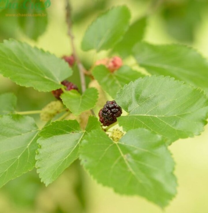 Estudos envolvendo plantas estão entre os mais importantes por causa de suas propriedades medicinas naturais. Recentemente, uma pesquisa promovida pelo Ministério da Saúde do Japão apontou os benefícios da folha de amora do tipo miúra, com riqueza de nutrientes. 

