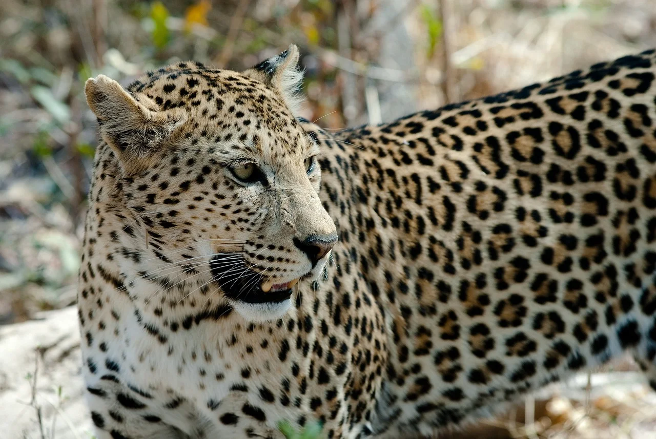 Isso porque o Parque Nacional de Kafue, na Zâmbia, é a maior área de proteção do mundo. Algo que contribuiu para que, segundo o levantamento entre 2018 e 2022 da organização internacional Panthera, a população de leopardos triplicasse.