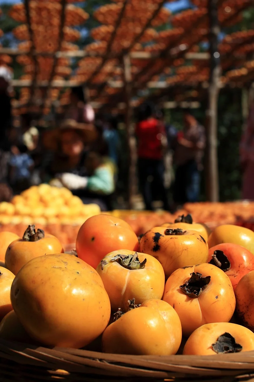 Ele chegou ao Brasil durante a imigração japonesa e é muito cultivado na região sul e no estado de São Paulo, em Itatiba, Piedade e Mogi das Cruzes, que se tornou a terra do caqui.