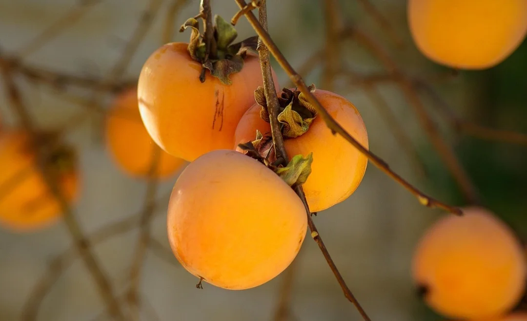 Por possuir luteína e zeaxantina, o caqui pode reduzir o risco de algumas doenças oculares. Isso inclui a degeneração macular relacionada à idade, um problema de saúde que afeta a retina e pode causar perda parcial ou total da visão.