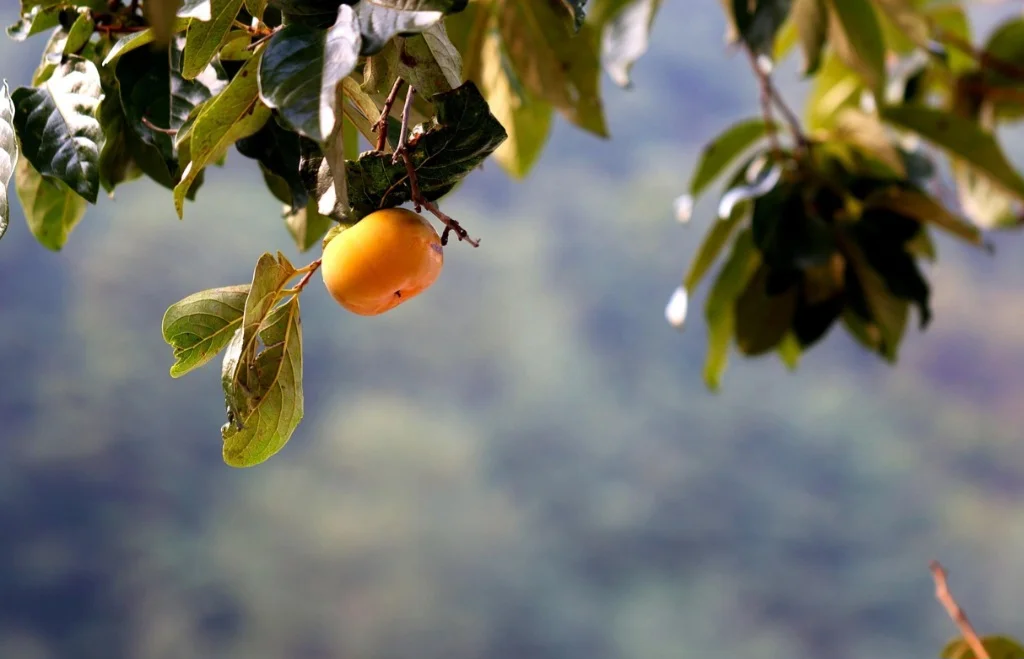 O caqui também tem ótimas quantidades de fibras que diminuem a velocidade de absorção do açúcar dos alimentos. Afinal, isso equilibra os níveis de glicose no sangue e evita, assim, a resistência à insulina e a diabetes.