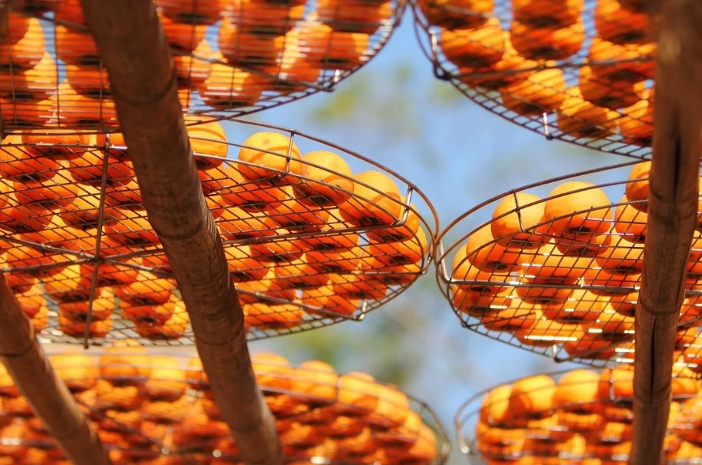 O Giombo (também conhecido como Caqui Chocolate) possui polpa firme e crocante, cor alaranjada, com uma coloração escura na polpa, que lembra chocolate. 