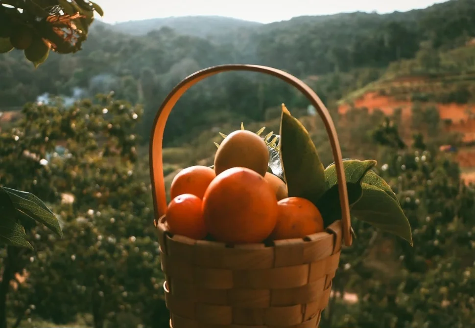 Esse fruto possui ação antioxidante e anti-inflamatória, mantendo a saúde das artérias, melhorando a circulação de sangue e ajudando a evitar a pressão alta.