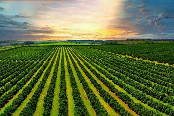 Goiânia também é um importante polo econômico na região Centro-Oeste, destacando-se nos setores de agronegócio, comércio, saúde e serviços.