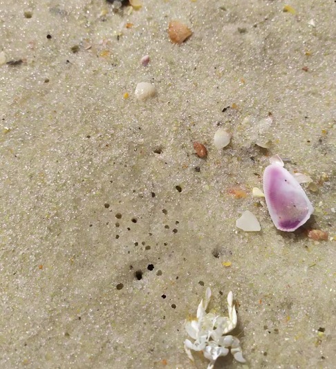 O que acontece? O tatuí não chega na praia? O tatuí chega mas não sobrevive? São os pormenores que a gente precisa olhar, para cada uma das espécies ou para cada uma das localidades, para tentar destrinchar melhor, ressaltou a pesquisadora.

