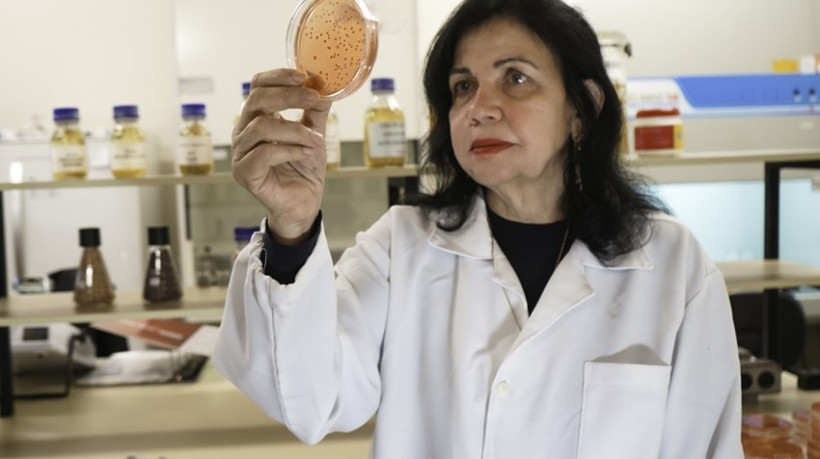 Mariangela Hungria no Laboratório de Biotecnologia do Solo da Embrapa Soja, em Londrina (PR)