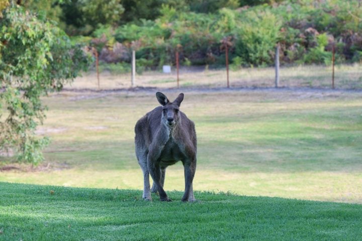 Ao contrário dos cangurus atuais, que saltam com as patas traseiras, esses gigantes provavelmente andavam com as quatro patas.