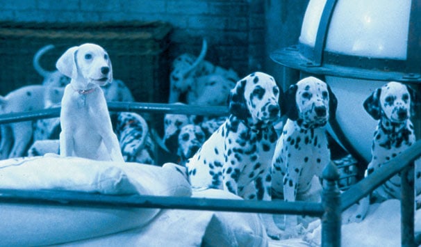 Quem nunca pensou em ter um Dálmata depois de ver o famoso filme dos 101 Dálmatas? Esses floquinhos são muito hiperativos, o que pode ser embaraçoso para quem tem criança.