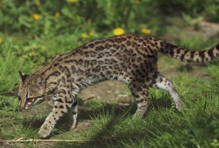 Gato-do-mato: Presente na Mata Atlântica e Cerrado, esse felino é classificado como vulnerável. Ameaças como perda de habitat, atropelamentos e doenças colocam a espécie em risco. 