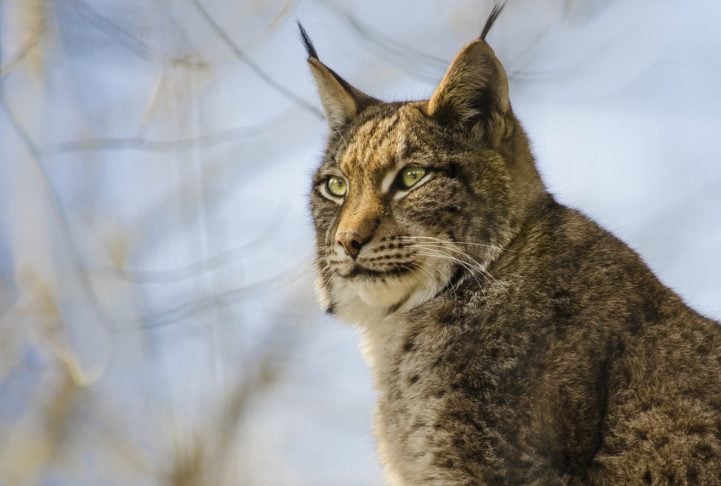 A classificação do lince ibérico foi alterada pela União Internacional para a Conservação da Natureza (UICN) de em perigo para vulnerável. O órgão é responsável por analisar o grau de ameaça às espécies.