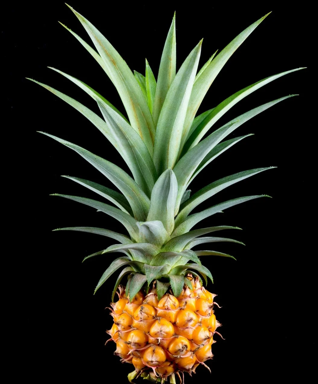 A casca do abacaxi oferece vários benefícios para a saúde, especialmente quando consumida através de chá, devido à alta concentração de nutrientes como vitamina C e bromelina. 