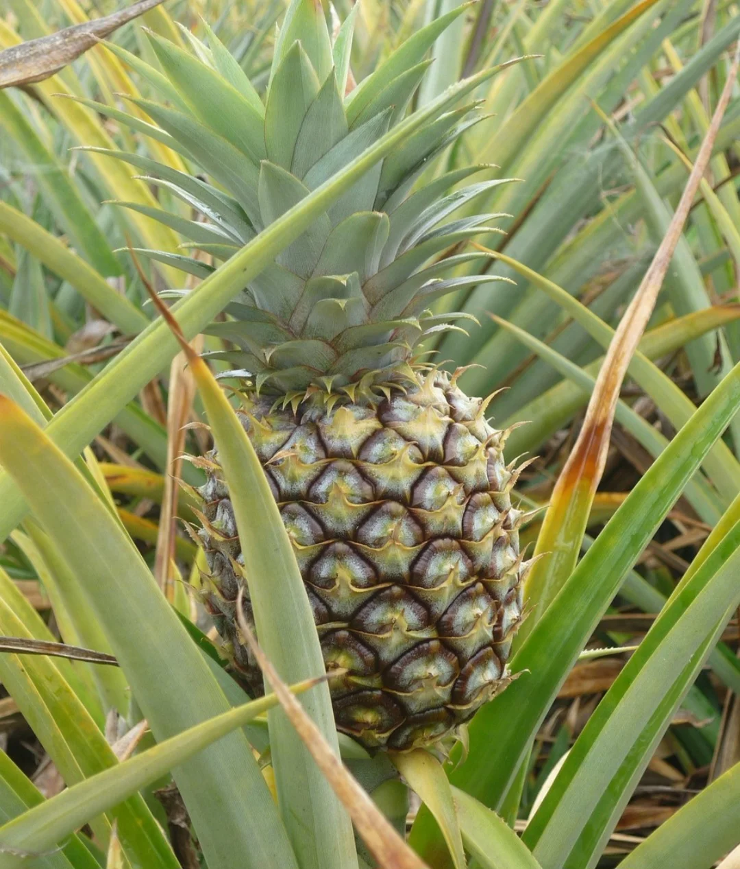 A facilidade de cultivo e propagação e o avanço do comércio permitiu que o abacaxi fosse levado para outros continentes, tornando símbolo das regiões tropicais e subtropicais, comum e acessível. 